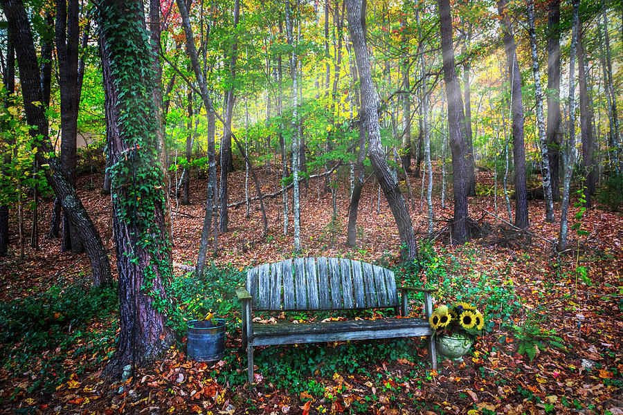The Bench in the Forest Photograph by Debra and Dave Vanderlaan