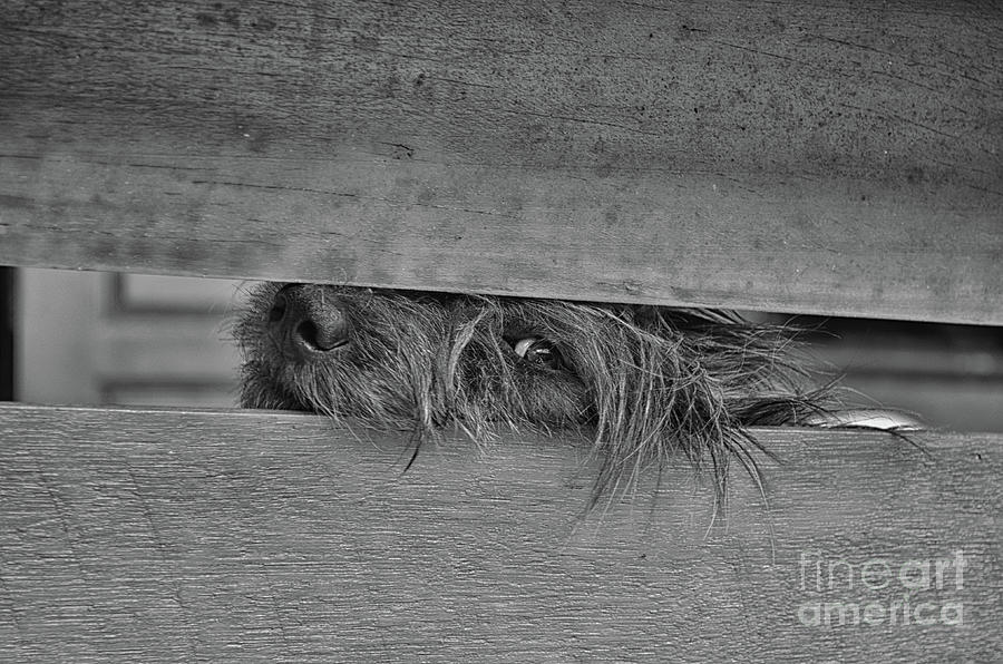 Dog Photograph - The Best Hiding Place by Michelle Meenawong