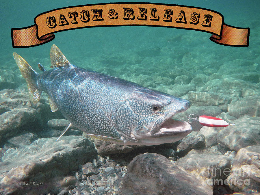 The Best Lake Trout Fishing Bait 