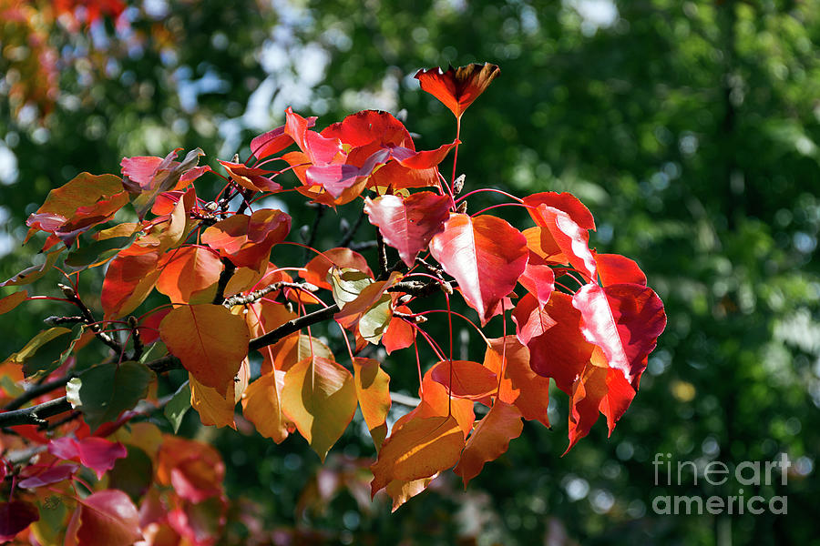 The Best of Autumn Photograph by Elaine Teague