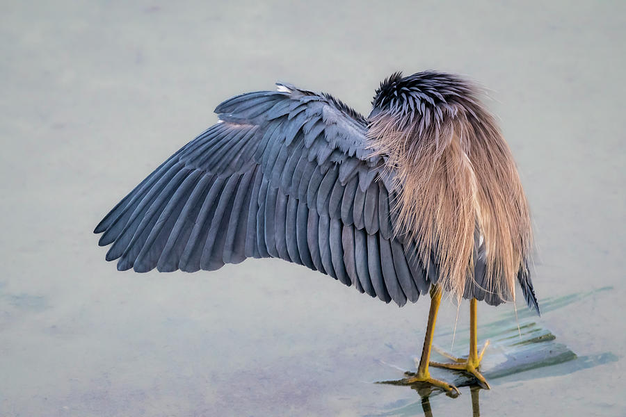 Heron Photograph - The Best of My Backside by Debra Martz