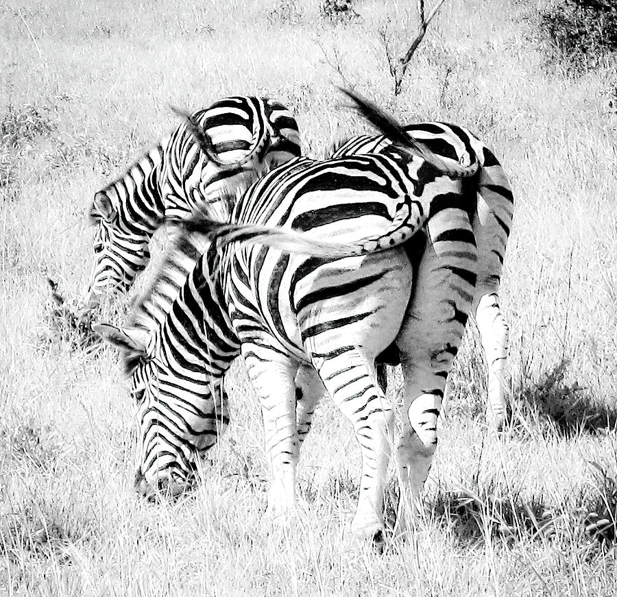 The Best Things Come In Three Zebras Photograph by Rebecca Herranen