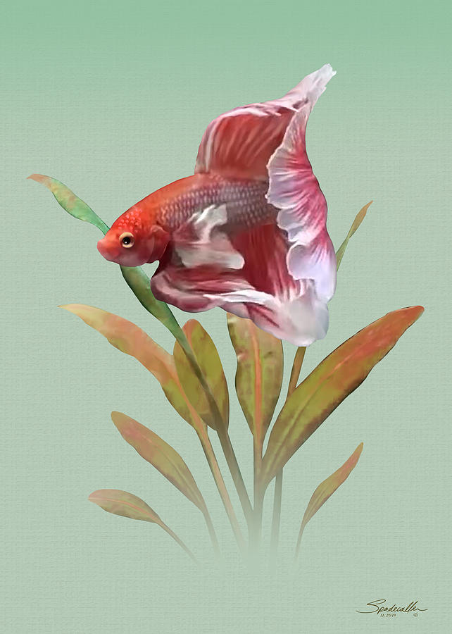 The Betta Fish Digital Art by M Spadecaller