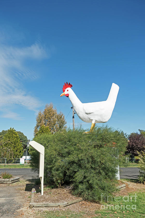 The Big Chook at Moonbi Photograph by Christopher Edmunds - Pixels