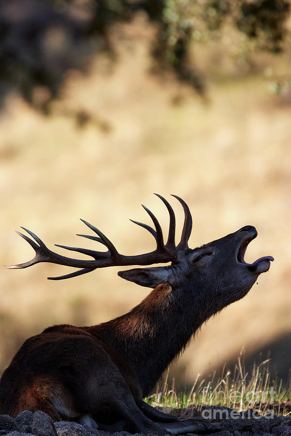 The big deer Photograph by Juan Carlos Ballesteros