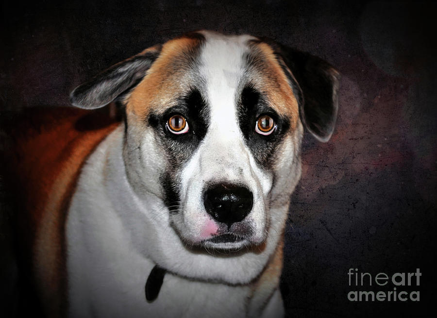The Big Dog Digital Art by Savannah Gibbs