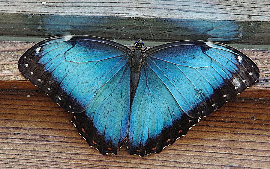 The Big Morpho Butterfly Photograph by Karen McKenzie McAdoo