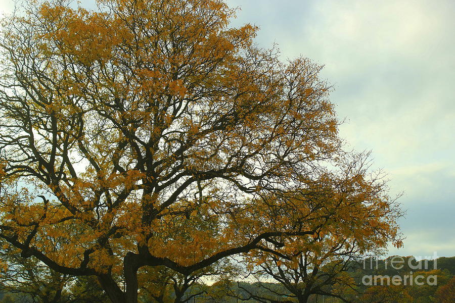 Nature Photograph - The Big Old Oak Tree in Autumn by Dora Sofia Caputo