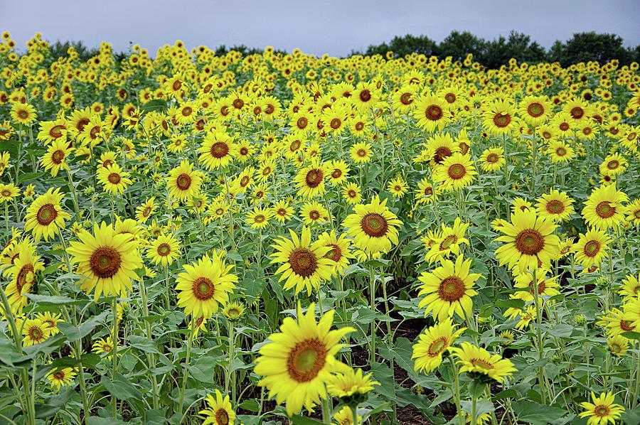 The Big Sunflower Field Photograph by Karen McKenzie McAdoo