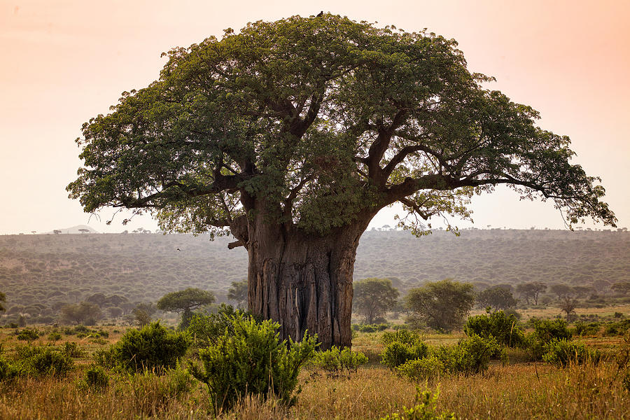 The big Tree Photograph by Alberto Audisio
