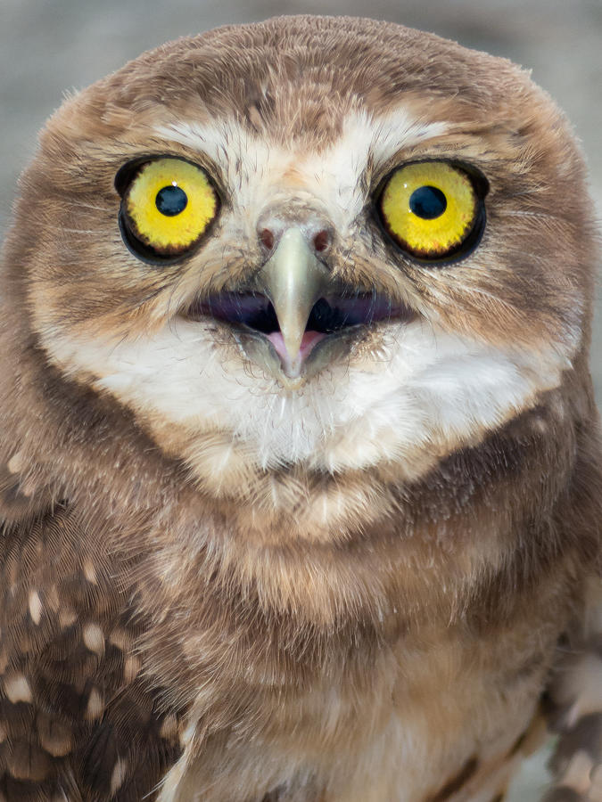 The Big Yellow Eyes of a Burrowing Owl Photograph by Jaim Simoes Oliveira