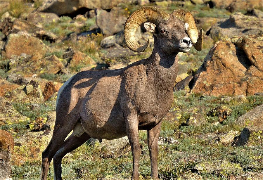 The bighorn ram majestic pose. Photograph by Stacy Jenkins | Pixels