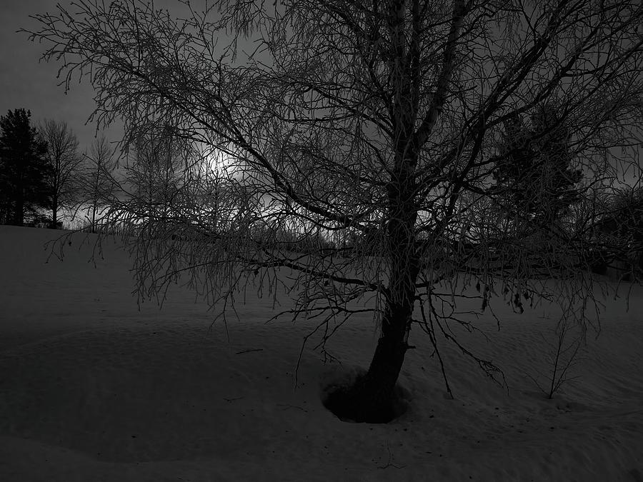 The birch and the moon.  Full moon at Parkkuu January 2024. bw Photograph by Jouko Lehto