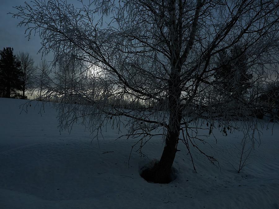 Nature Photograph - The birch and the moon.  Full moon at Parkkuu January 2024. by Jouko Lehto