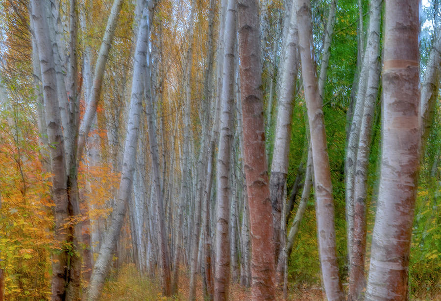The Birch Grove Photograph by Penny Polakoff
