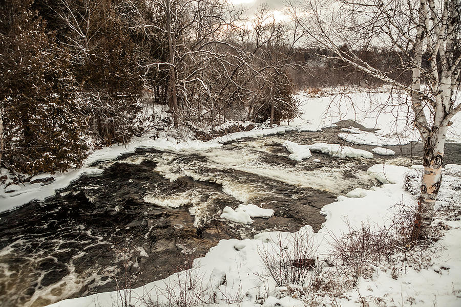 The birch tree on the creek Photograph by Sharon Wilkinson - Fine Art ...