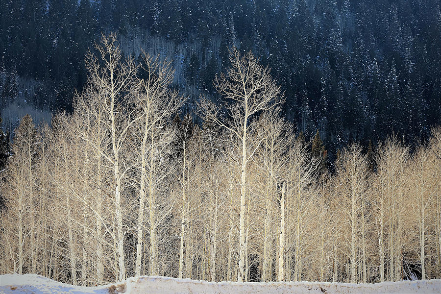 The Birches Photograph by Len Bomba