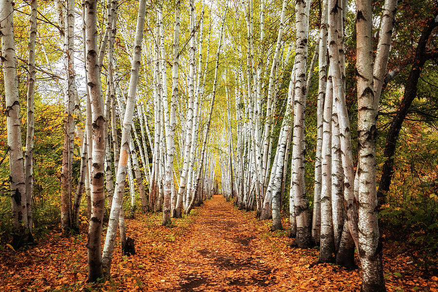 The Birches Photograph by Robert Clifford