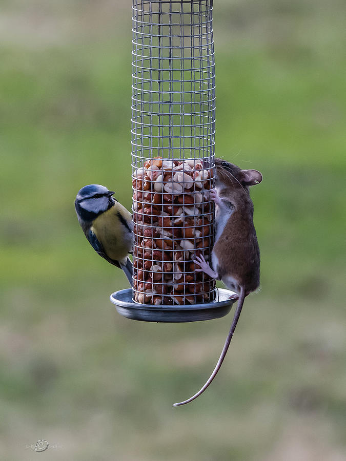 The Bird and Mice Feeder Photograph by Torbjorn Swenelius
