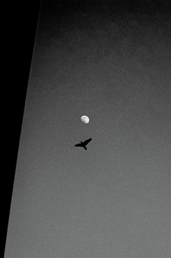 The bird and the moon Photograph by Barthelemy de Mazenod
