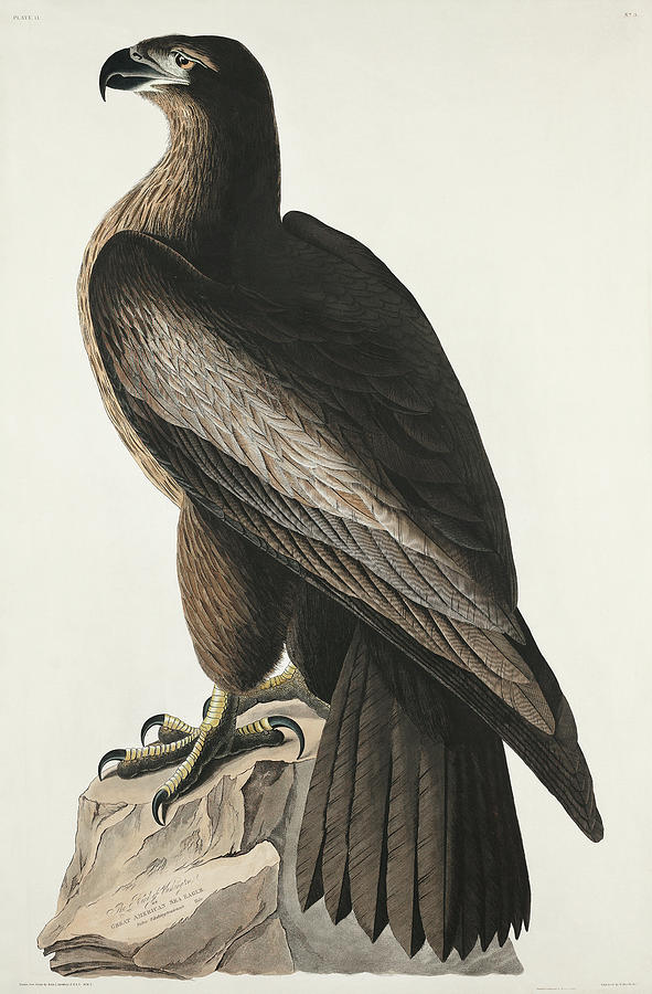 Audubon Birds Drawing - The Bird of Washington or Great American Sea Eagle by John James Audubon