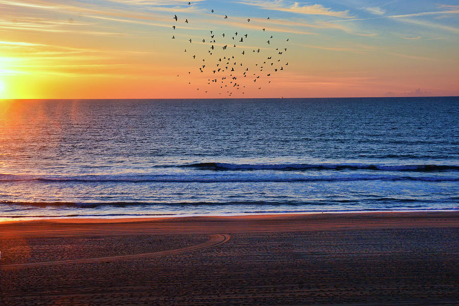 The Birds On The Beach Photograph by Randall Branham