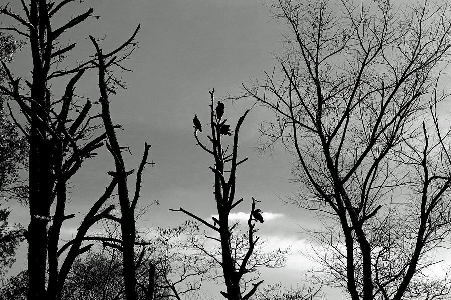 The Birds Photograph by Trina Ansel