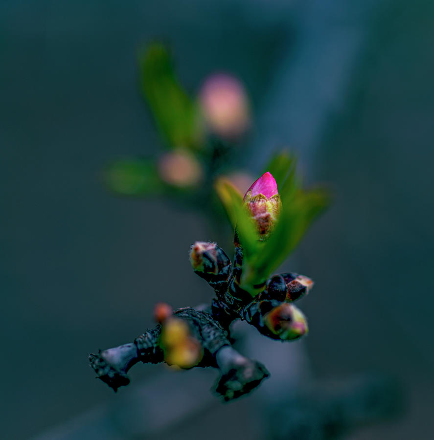 Birth of an almond tree bud Photograph by Dubi Roman