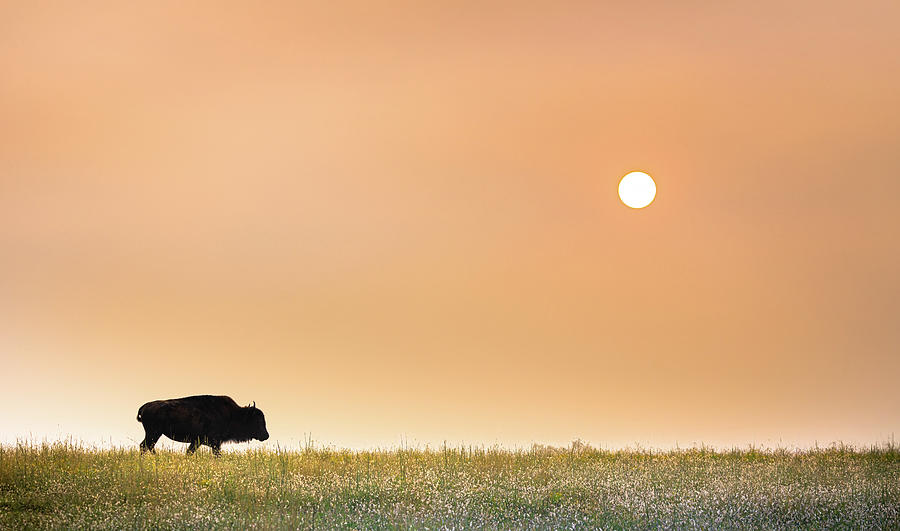 The Bison And The Prairie Photograph by Jordan Hill