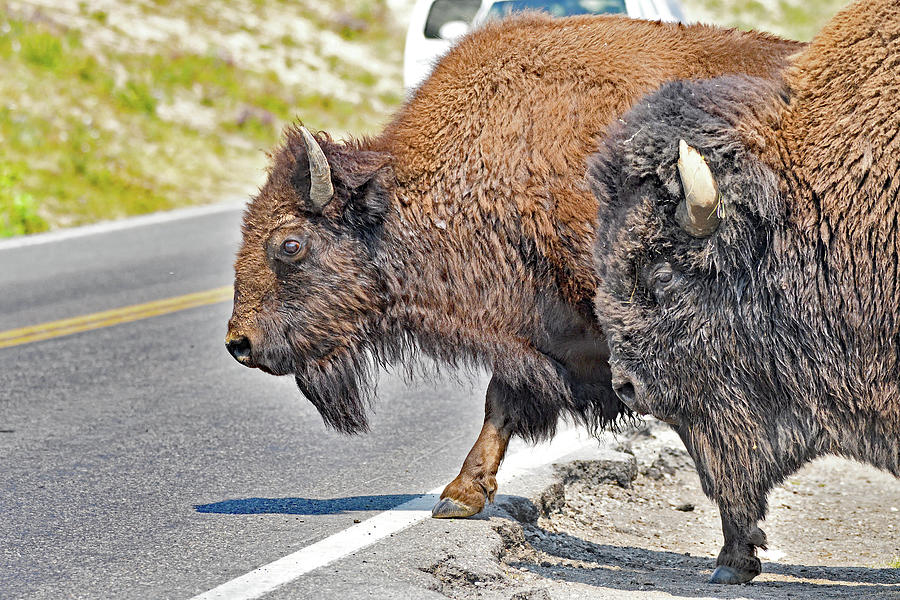 The Bison Couple - Yellowstone National Park Photograph by Amazing Action Photo Video