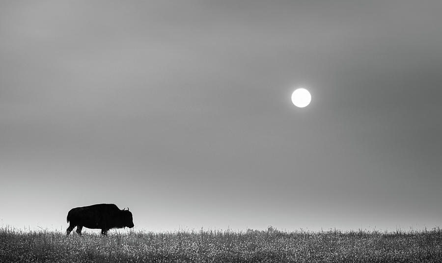 The Bison In Black And White Photograph