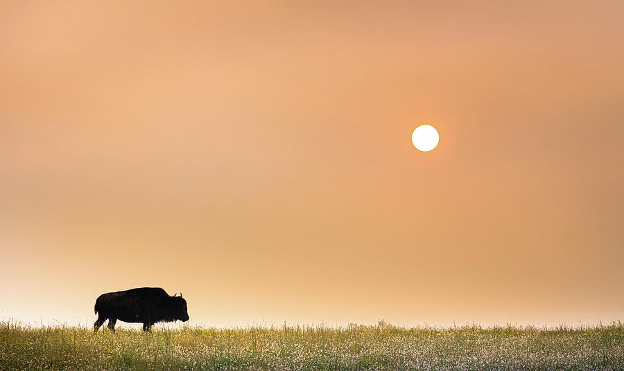 The Bison Photograph