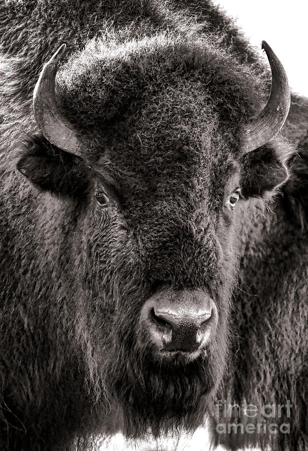 Bison Photograph - The Bison by Olivier Le Queinec