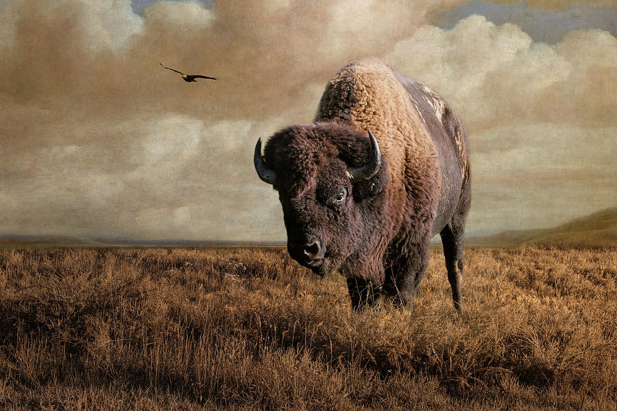 The Bison Watcher Photograph by Jai Johnson