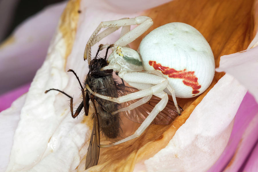 The Bite Photograph by Tony Baggett