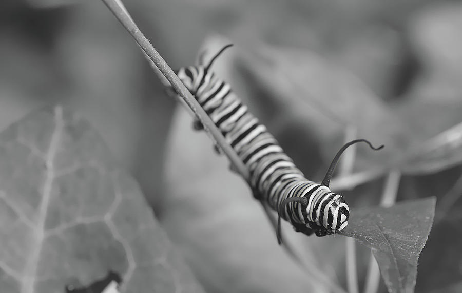 caterpillar black and white photography