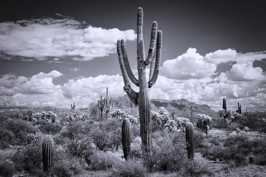 The Black And White Southwest Photograph by Saija Lehtonen - Fine Art ...