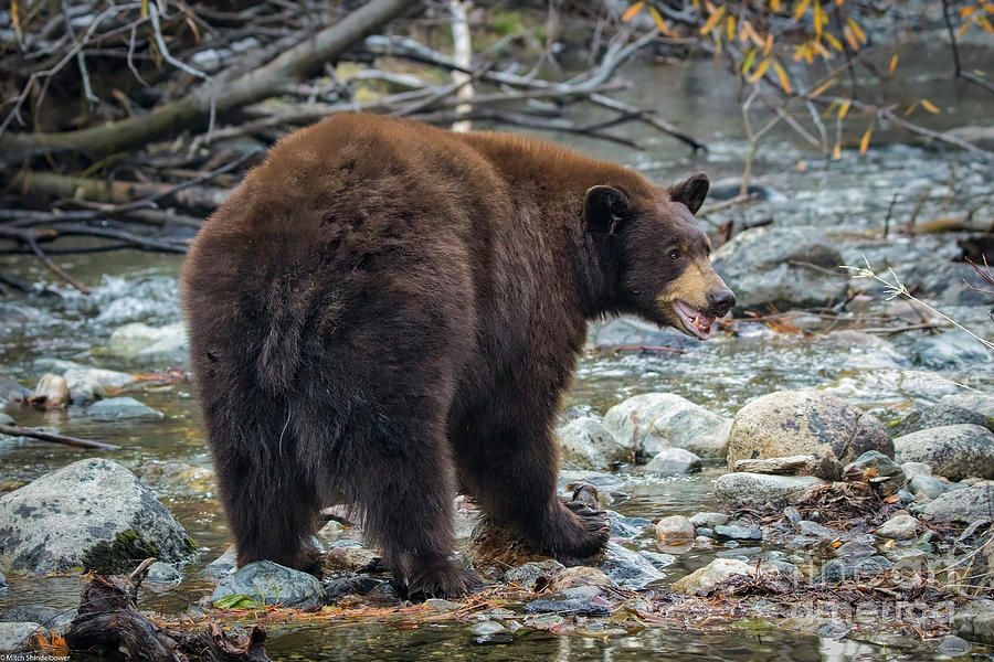 The Black Bear Photograph by Mitch Shindelbower