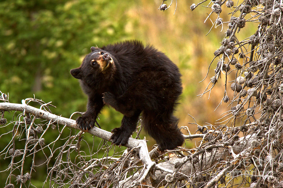 The Black Bear Twist Photograph by Adam Jewell