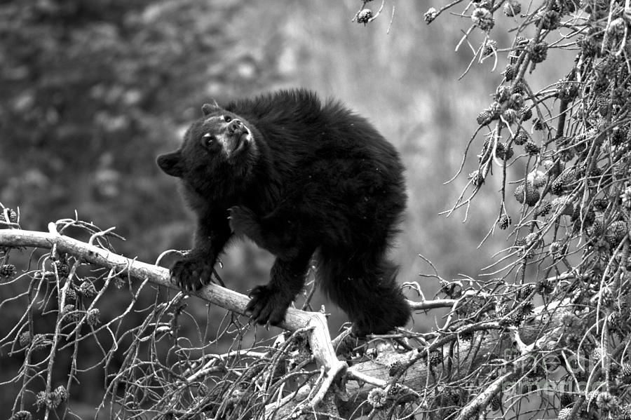 The Black Bear Twist Black And White Photograph by Adam Jewell