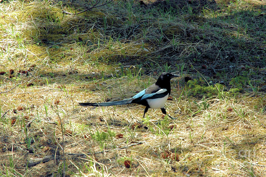 The Black-billed Magpie Photograph