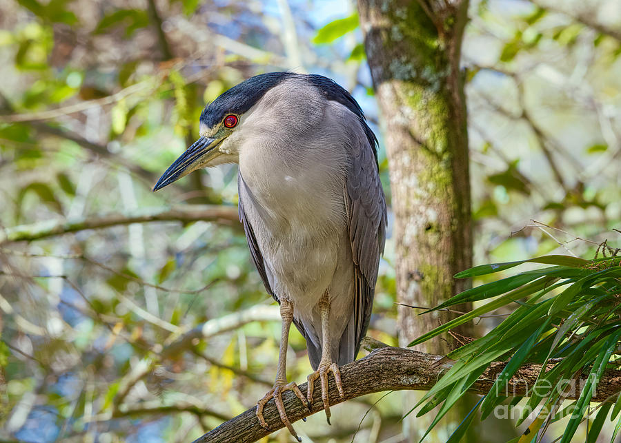 The Black Capped Night Heron Photograph by Judy Kay
