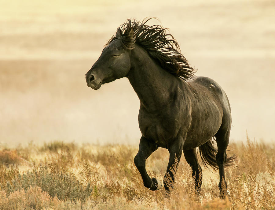 Horse Photograph - The Black by Kent Keller