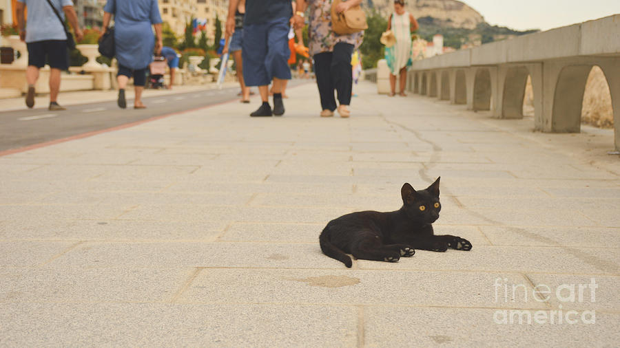 The black kitty on the white alley Photograph by Yavor Mihaylov