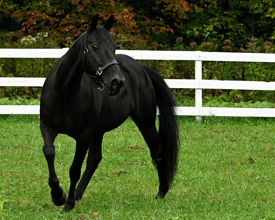 The Black Stallion Photograph by Jeffrey PERKINS