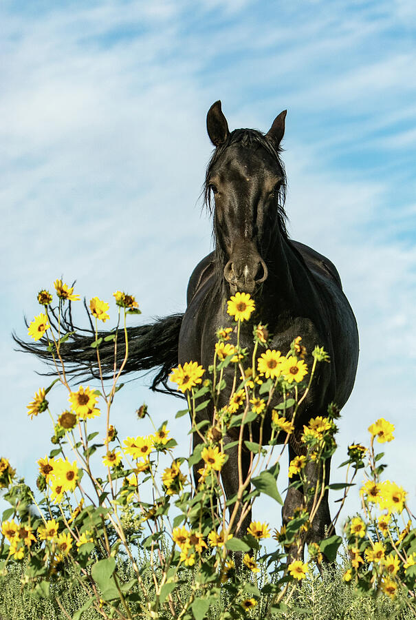 The Black Stallion Photograph by Kent Keller