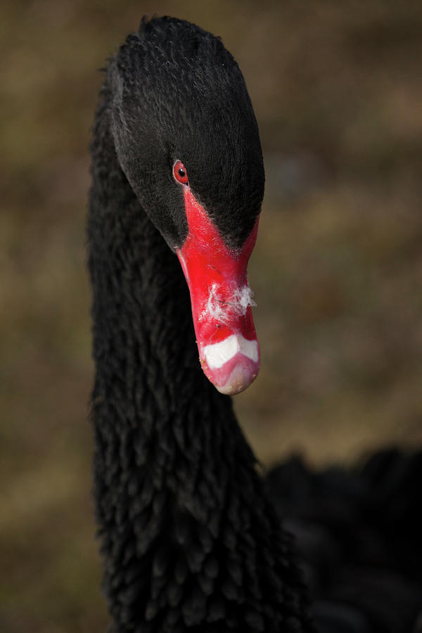 The Black Swan Photograph by Karol Livote