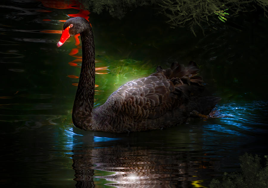 The Black Swan Photograph by Mark Andrew Thomas