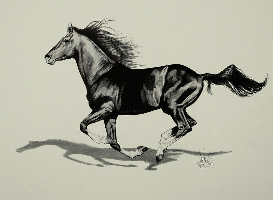The Black Thoroughbred In Bic Pen #3436 Drawing