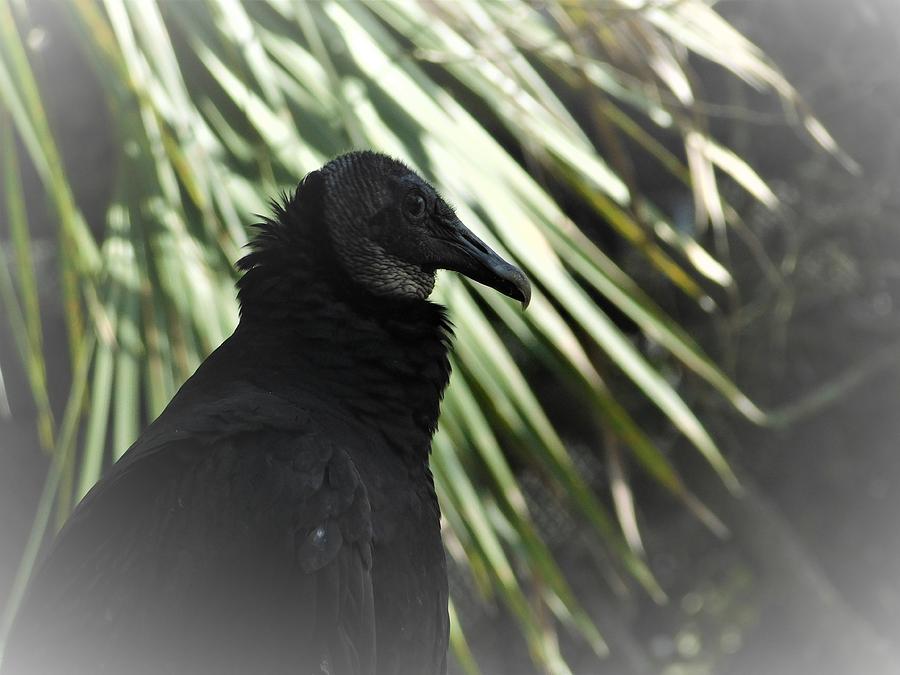 The Black Vulture Photograph by Carl Moore
